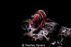 Basket Case by Henley Spiers 